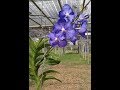 我家新成員 V. Kanun Blue &quot; Orchid 未種植過的我, 怎麼樣來照顧他!【Vinson Garden 講花經】