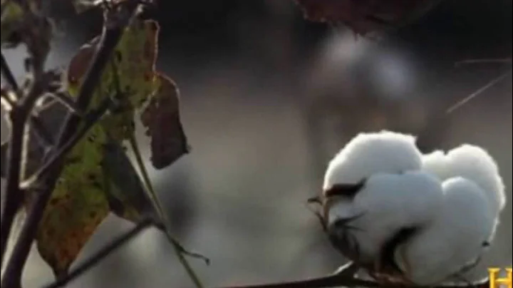 Story of Us   Cotton Gin