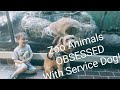 ZOO ANIMALS GO CRAZY OVER SERVICE DOG!!!