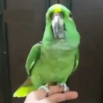 Viral Burung bisa bicara la ilaha illallah Muhammad Rasulullah