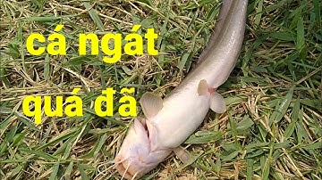 câu cá ngát, cá đù sông cần giuộc, điểm câu cá lý tưởng quá đẹp