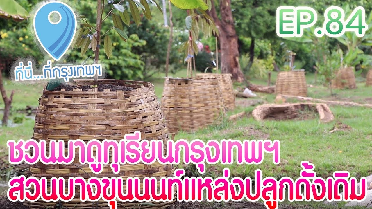ชวนมาดูทุเรียนกรุงเทพฯ สวนบางขุนนนท์แหล่งปลูกดั้งเดิม | ที่นี่...ที่กรุงเทพฯ EP84 - 100962