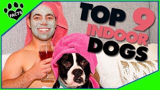 Top 9 Small Dog Breeds for Indoor Pets (Apartments, Tiny Houses) Top 9 Small Dog Breeds for Indoor Pets (Apartments, Tiny Houses)