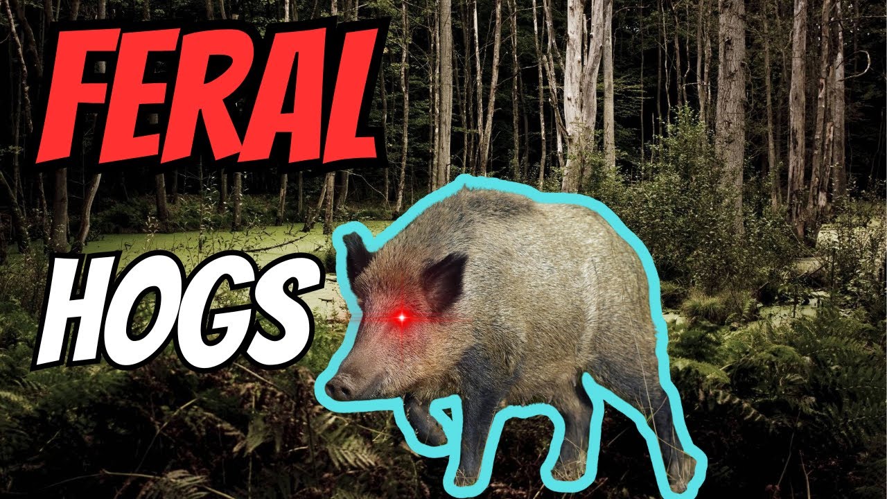 Emerald Coast Feral Pig Guide! TheHunter Call Of The Wild