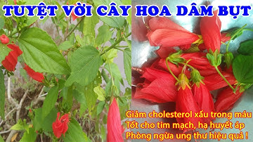 Tác dụng chữa bệnh tuyệt vời 3 trong 1 của hoa Dâm Bụt, cây Bông Bụp ít người biết