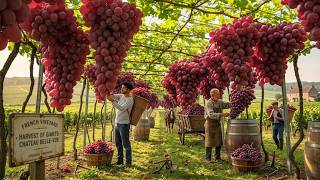 How French farmers grow and harvest high-quality grapes | A documentary about modern viticulture
