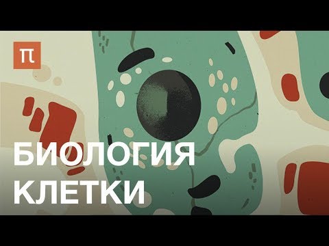 Видео: Биология клетки — курс Евгения Шеваля на ПостНауке