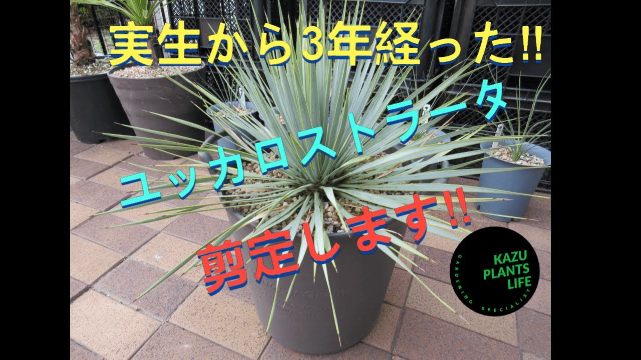 ド*コ様 【実生】ユッカロストラータ② ユッカ ロストラータ 実生株 Yucca Rostrata 005 | Sunny Branch