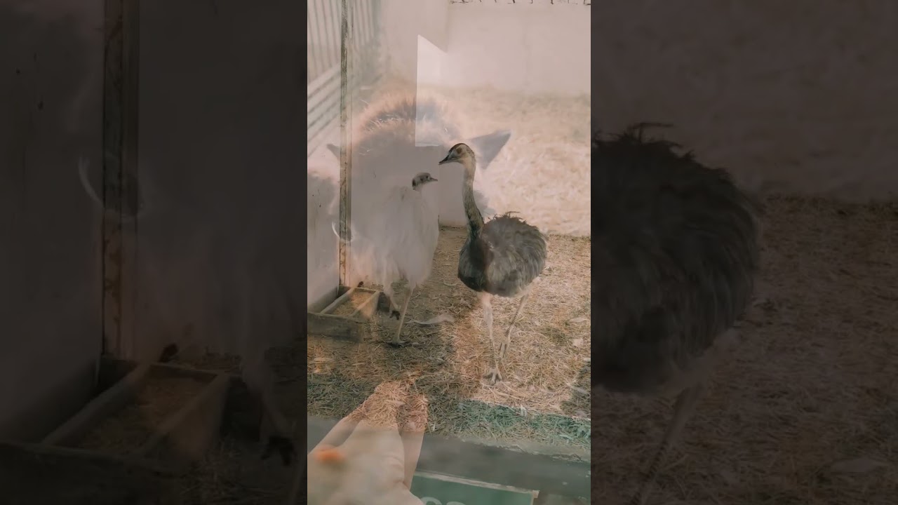 zoo club, moldova, страусинная ферма АДРЕС:село Бардар, www.zooclub.md