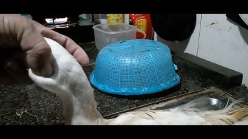 hướng dẫn cách hãm và cắt tiết vịt chi tiết nhất