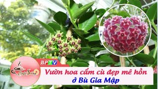 Vườn hoa Cẩm cù (Hoya) duy nhất tại tỉnh Bình Phước có gì thú vị