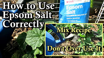 Jak často byste měli používat epsomskou sůl na rostliny rajčat?