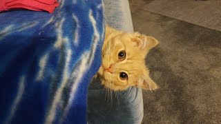 'KITTEN in a box' 😂😂❤❤ by Mysty and Meeko The adventurous kittens 99 views 4 years ago 1 minute, 43 seconds