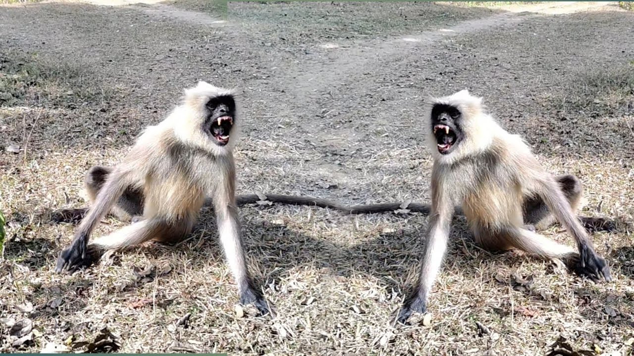 Angry Langurs Face Off! Intense Wild Animal Encounter 🦍💥