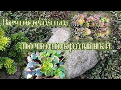 Видео: Опад весенних листьев у остролистных растений - Почему остролист теряет листья весной