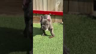 세계 최고가 될 아이 🐶#frenchbulldog #dog #dogs #dogshorts #doglover #safe #dogsafety #프렌치불독 #프렌치불독분양