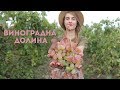 Ферма: Виноградна долина