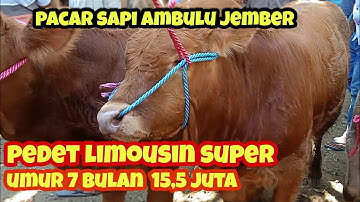 Pedet limousin super harga 15,5 juta  || pasar sapi ambulu jember