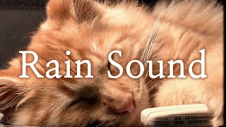 Rain sounds with sleepy cat for Sleep, Study and Relaxation | 6 Hours