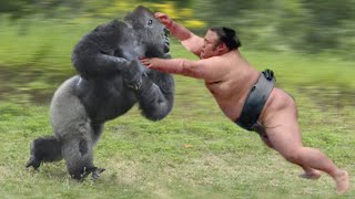 Gorilla VS Human