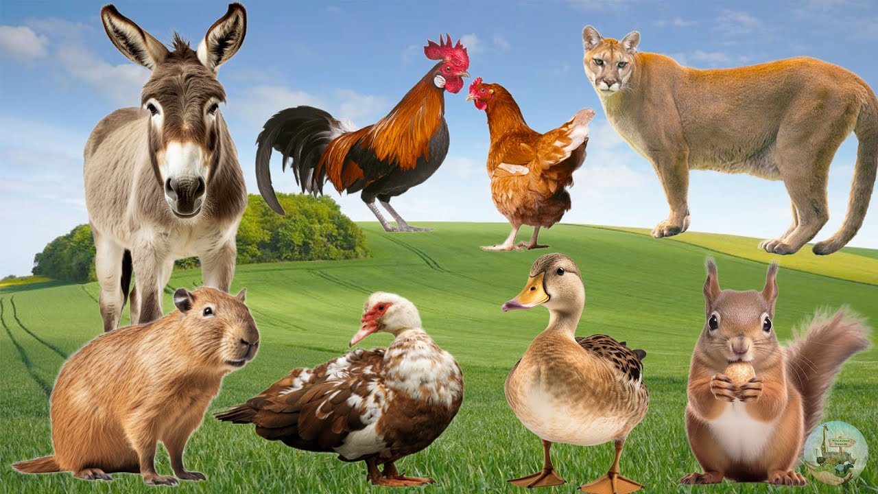 Farm Animal Sounds: Cougar, Chicken, Donkey, Squirrel, Capybara ...