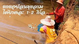 บาดละ 1-2 กิโล ยกยอปลาคุยลามที่ลำน้ำเชิญ ขอนแก่น Catch many fish using net in Thailand.