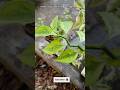 Easiest Way to Propagate Devil’s Backbone #gardeningtips #gardening #viralshorts