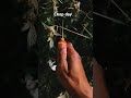 It’s time to chop , harvest time #clones #growerlife #4x4growtent #growtentupdate #420growers
