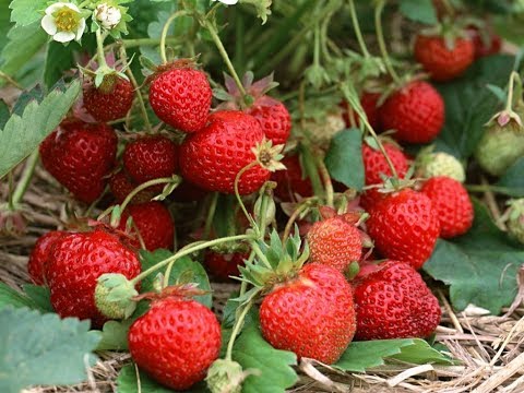 Vidéo: Les meilleures variétés de fraises: photo, description, avis