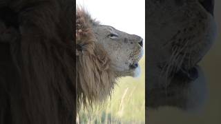 The Roar 🔊📢 #listen #shortsafrica #100shorts2024 #animals #lion #wildlife