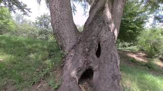 A Hollow Tree In A Wind On Your VR180 Holiday