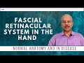 The fascial retinacular system in the hand  normal anatomy and what happens in disease