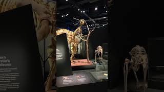 Giant Kangaroos Once Roamed Australia! 😲 #shorts
