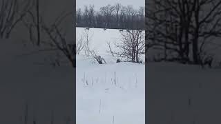 В Альшеевском районе в объектив камеры попали косули 🦌🦌🦌