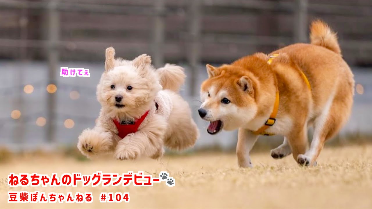 【初!!】ドッグランデビューでぽん吉から洗礼を受けちゃいました💦【#104】