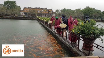 Du khách thích thú ngắm đàn cá ngàn con bơi tung tăng trong nước lũ ở Đại nội Huế