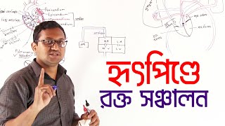 09. Blood Circulation System in Heart | হৃৎপিণ্ডের মধ্যে রক্ত সঞ্চালন পদ্ধতি | OnnoRokom Pathshala