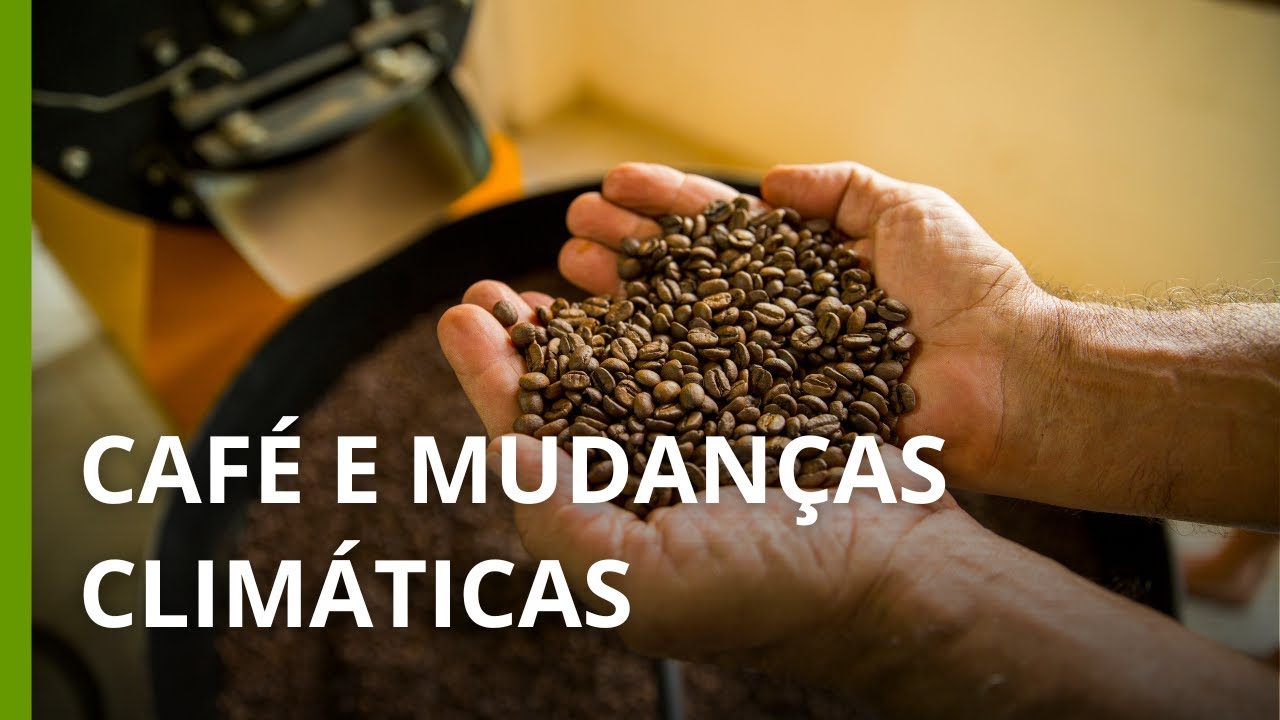 Grãos secos de café arábica (coffea arábica) e conilon (coffea