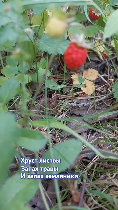 Летний ароматы природы - YouTube