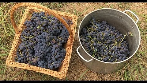 Making and Canning Grape Juice