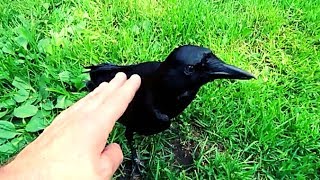 Pet crow acts like a Dog!