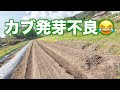とうもろこし出荷開始！！カブ発芽してない😂2023.10.10#1379