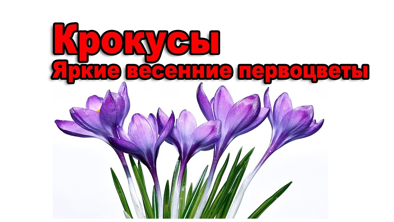 Как можно отнять жизнь крокус. Первоцветы рисунок крокусы. ЕК-Крокус весенний. Рисуем весенние крокусы мастер класс. Весенний Крокус и женщина логотип.