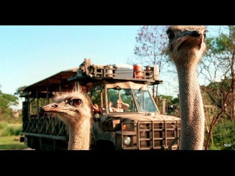Safari Disney's Animal Kingdom Disney World HD - YouTube