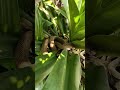코브라는 꽃이 핀 나무 위에 가지런히 앉아 나를 뚫어져라 쳐다보고 있었다. #snake #kingcobra #animals