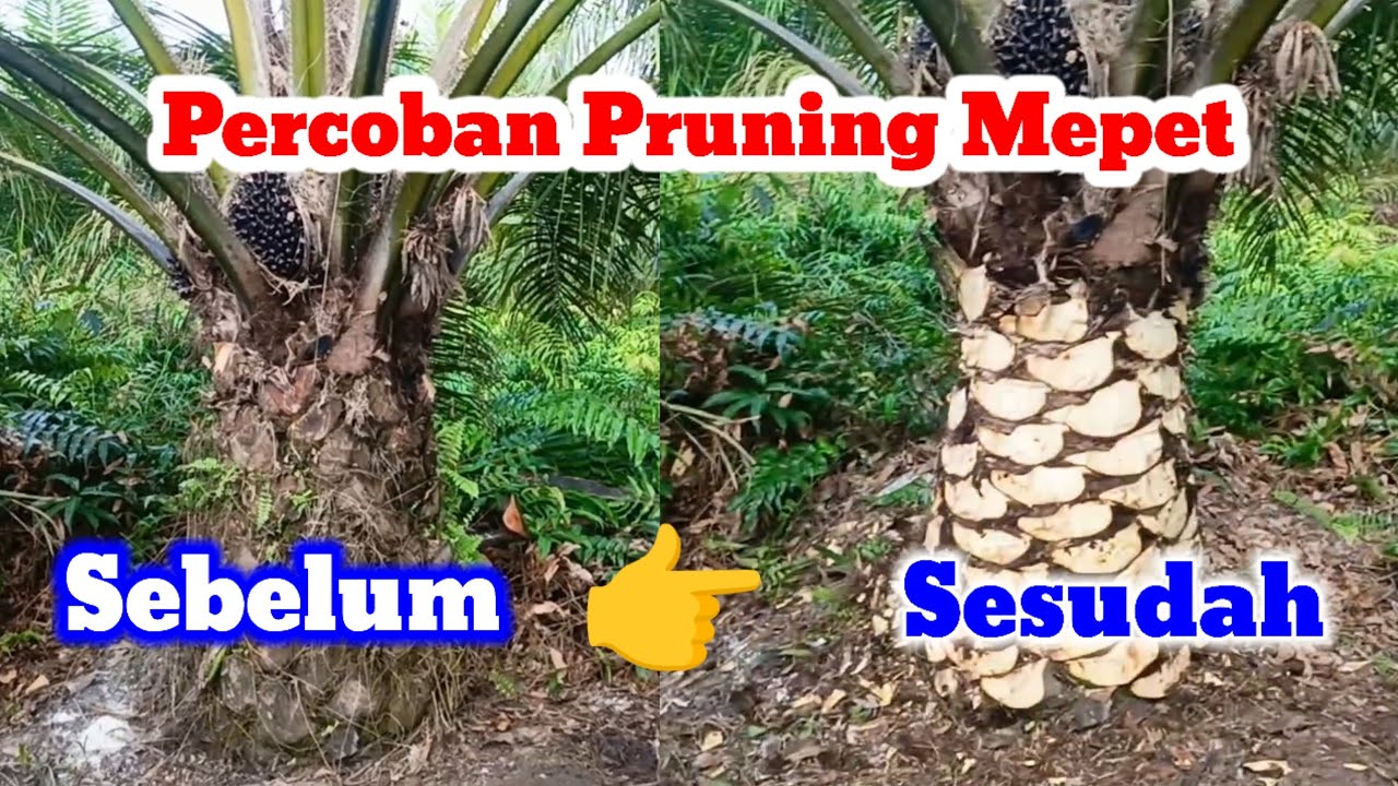 Percobaan Pruning Kelapa Sawit yang Dibuat Mepet