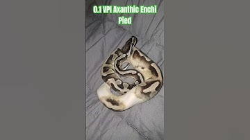 0.1 VPI Axanthic Enchi Pied