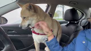 Brewer  adoptable dog at Oshkosh Area Humane Society #adoptadog