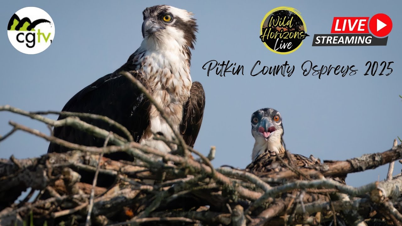 Pitkin County Ospreys 2025 Live Nest Cam First Arrivals Season Maxresdefault