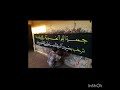 قبيله البلو في السودان 